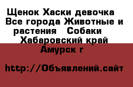 Щенок Хаски девочка - Все города Животные и растения » Собаки   . Хабаровский край,Амурск г.